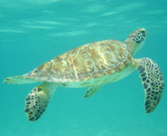 Cancun - a great snorkelling and scuba diving destination