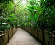 Singapore - Buit Timah Nature Reserve, rain forest within city limits