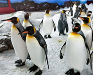 Auckland - Observe fascinating marine life up close in the Kelly Tarlton's Antarctic Encounter and Underwater World