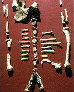 Addis Ababa, remains of Lucy, the earliest fossil finds of a hominid 
